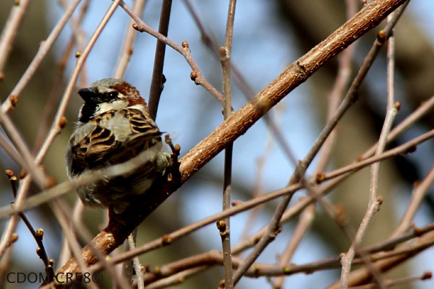Bird 1 — CDOM Photography