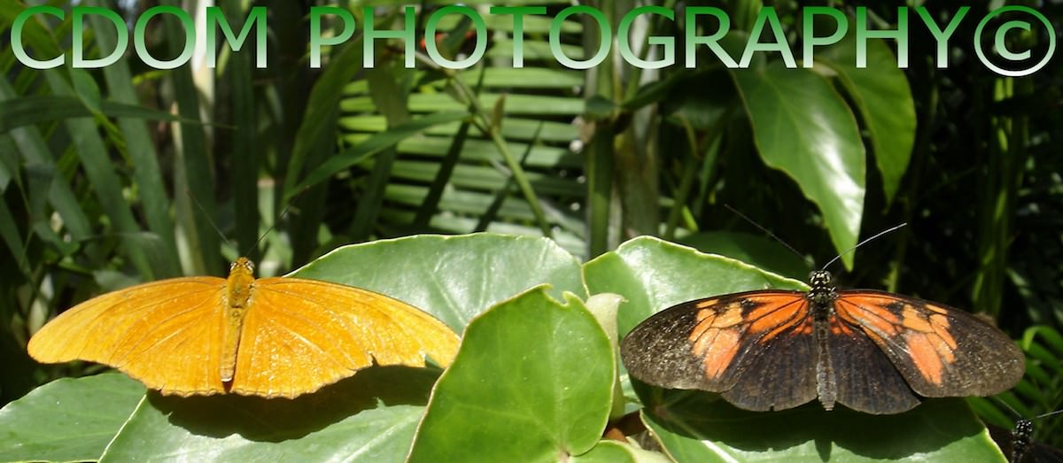 Butterflies — CDOM Photography