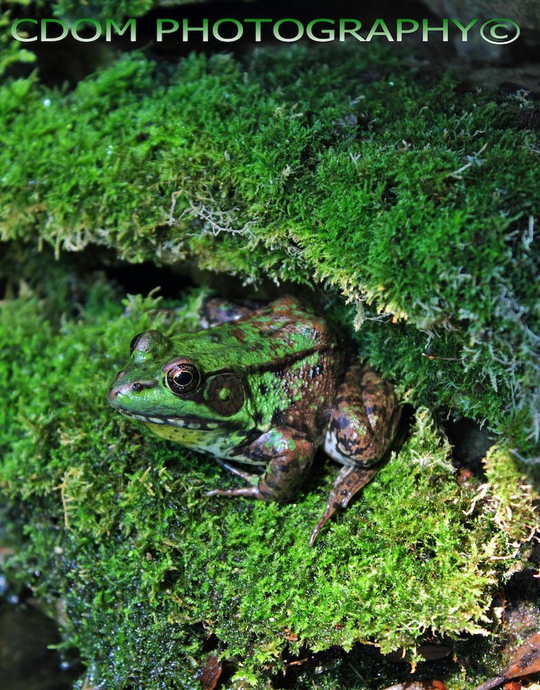 Camo Frog — CDOM Photography