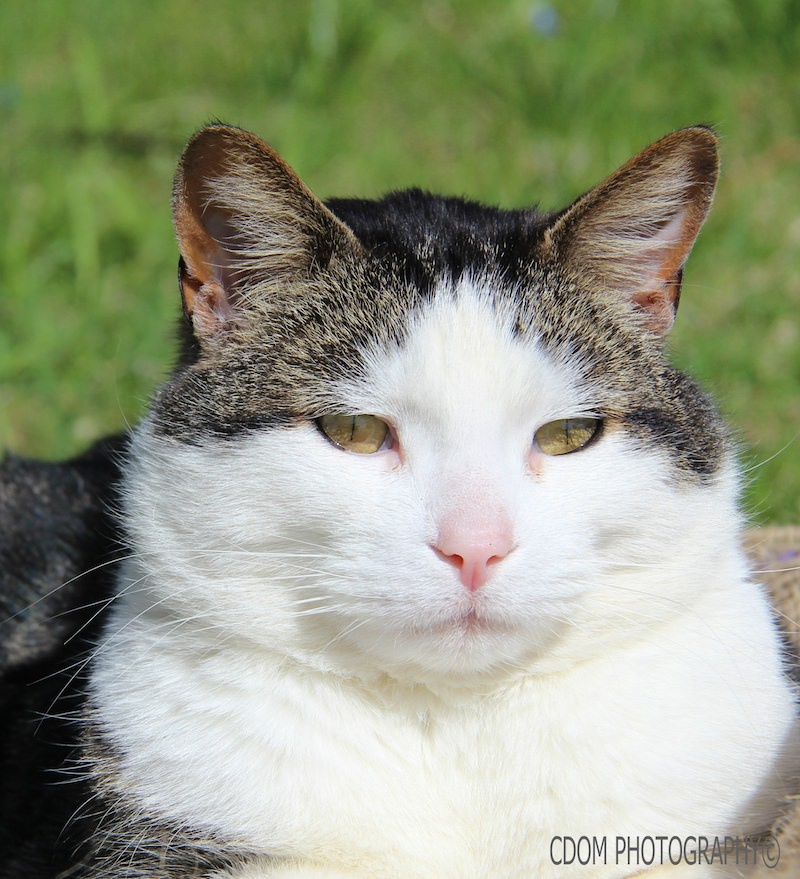Cat — CDOM Photography