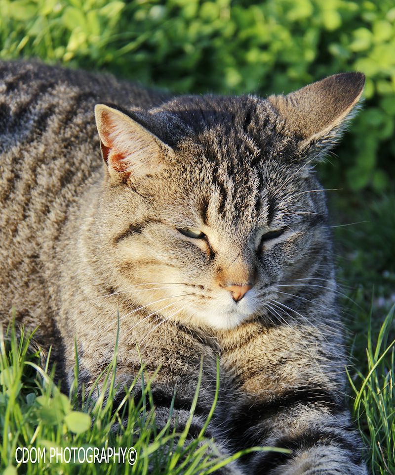 Cat 2 — CDOM Photography