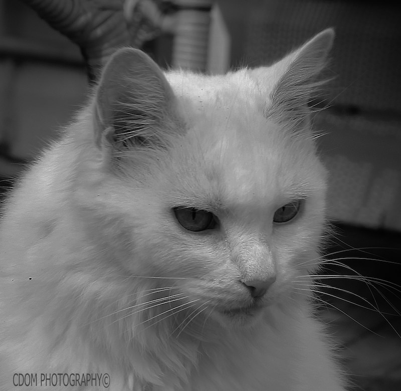Cat 3 — CDOM Photography
