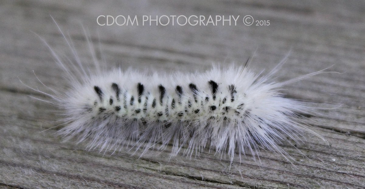 Catapillar — CDOM Photography