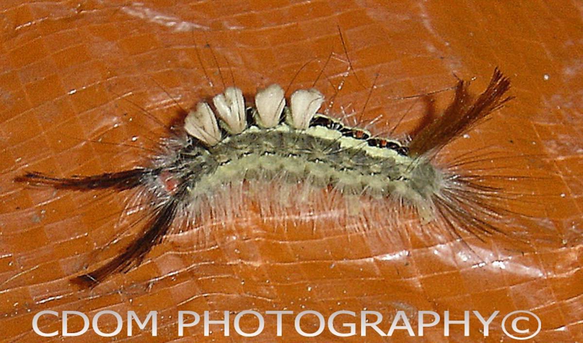 Caterpillar 1 — CDOM Photography