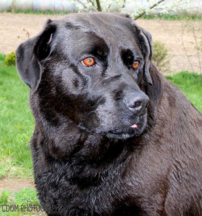 Dog 2 1 — CDOM Photography