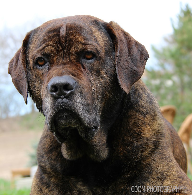 Dog 3 — CDOM Photography