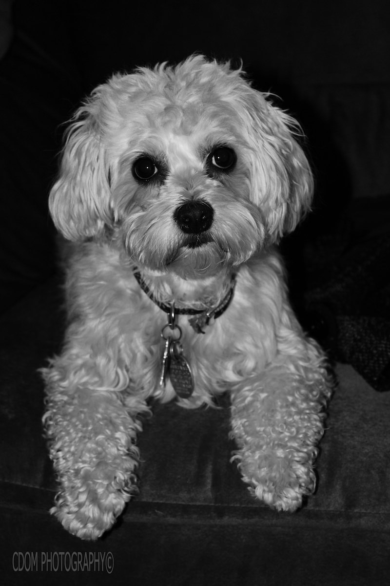 Dog 4 — CDOM Photography