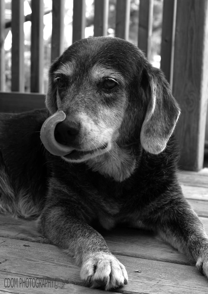 Dog 5 — CDOM Photography