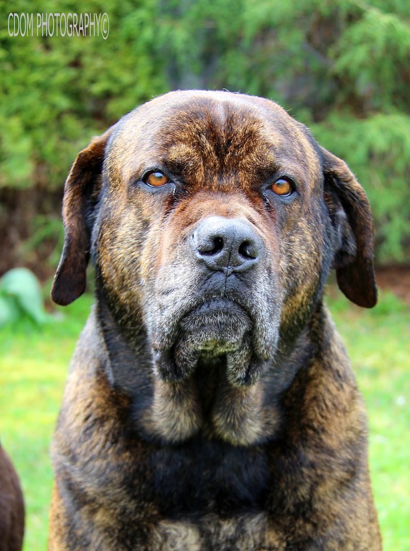 Dog — CDOM Photography