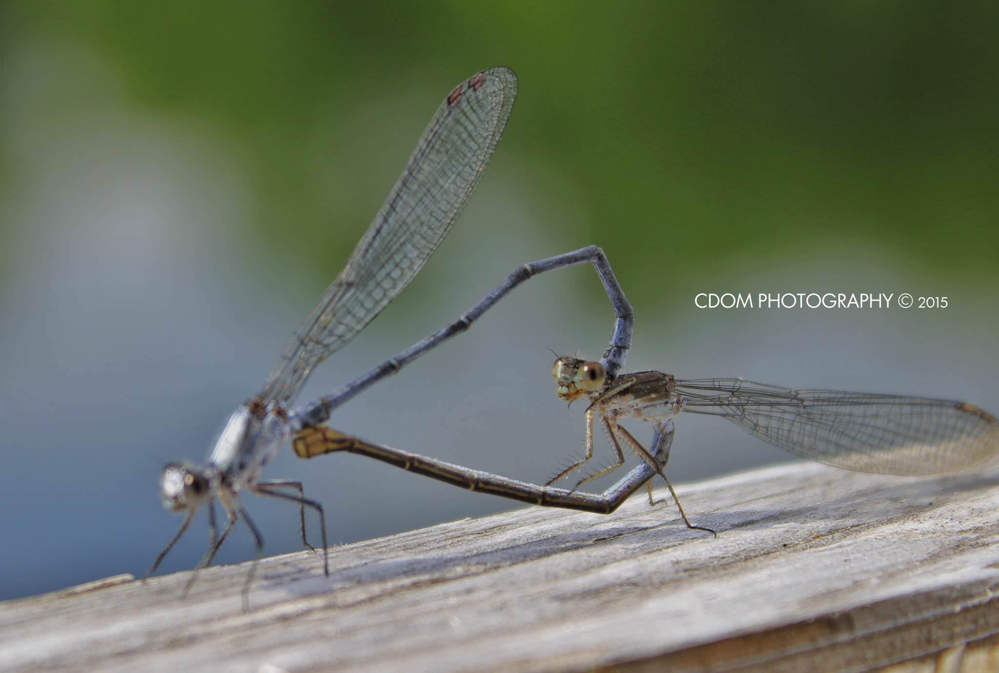 Dragonfly — CDOM Photography