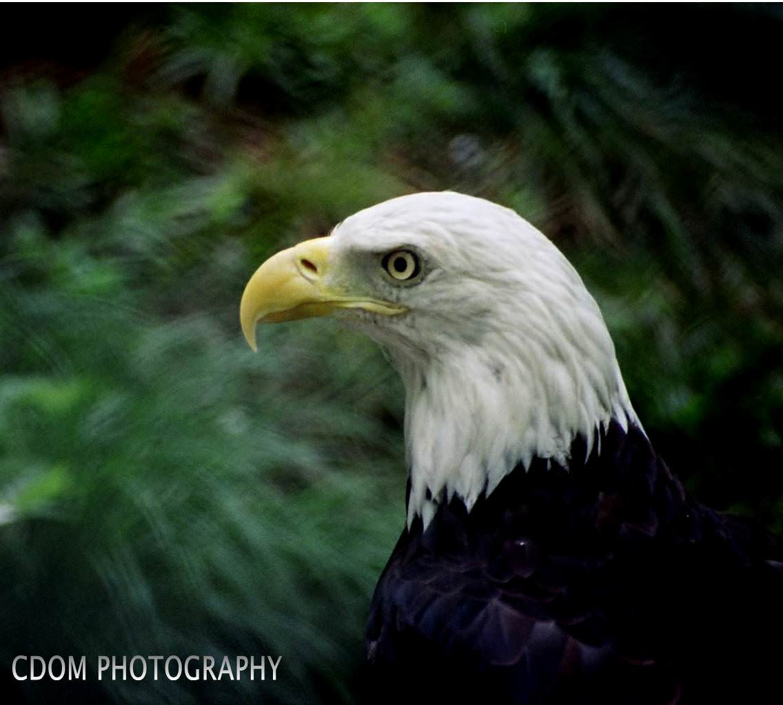 Eagle — CDOM Photography