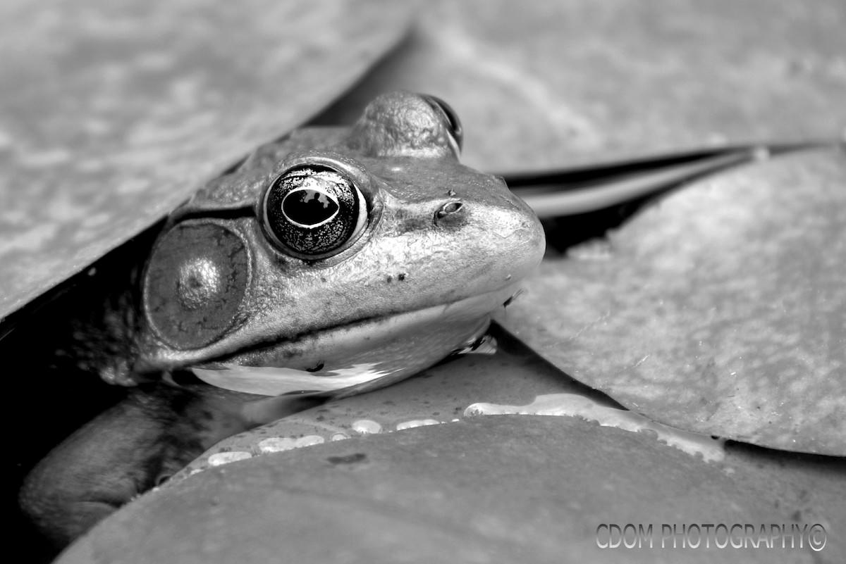 Frog — CDOM Photography