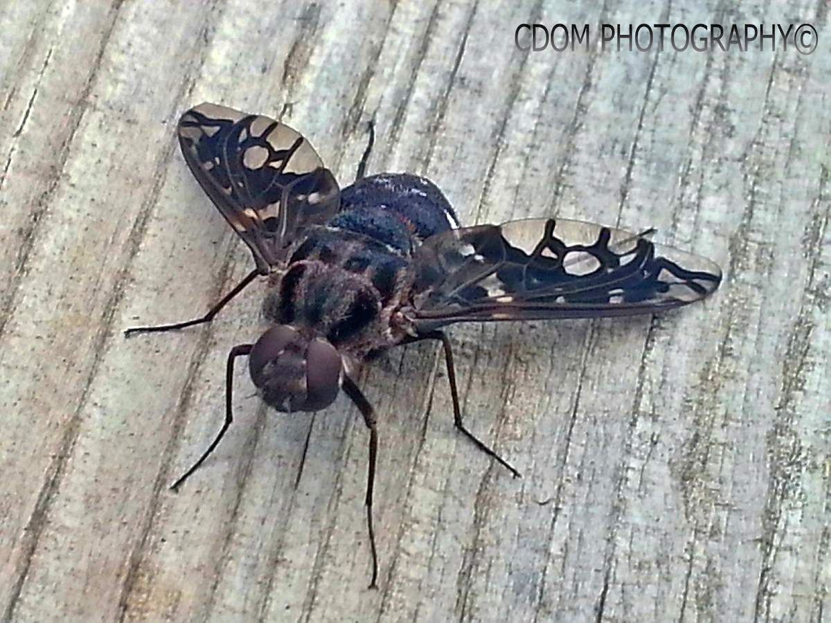 Insect — CDOM Photography