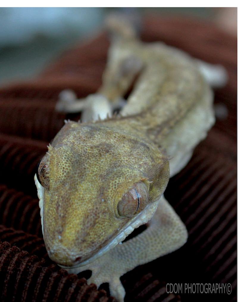 Lizard — CDOM Photography