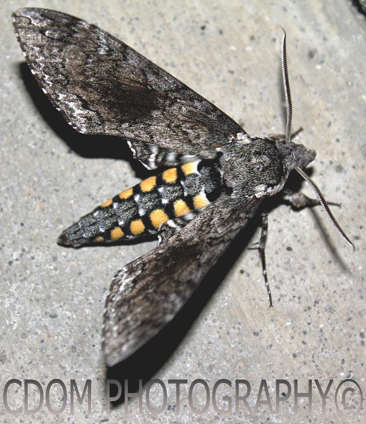 Moth 1 — CDOM Photography