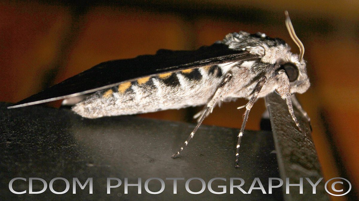 Moth — CDOM Photography