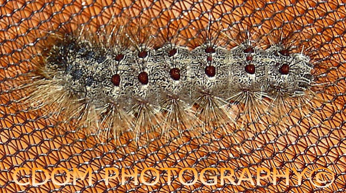 caterpillar 2 — CDOM Photography