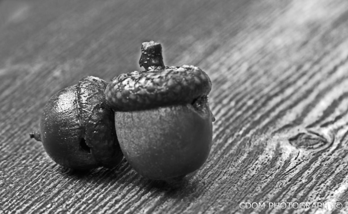 Acorns — CDOM Photography