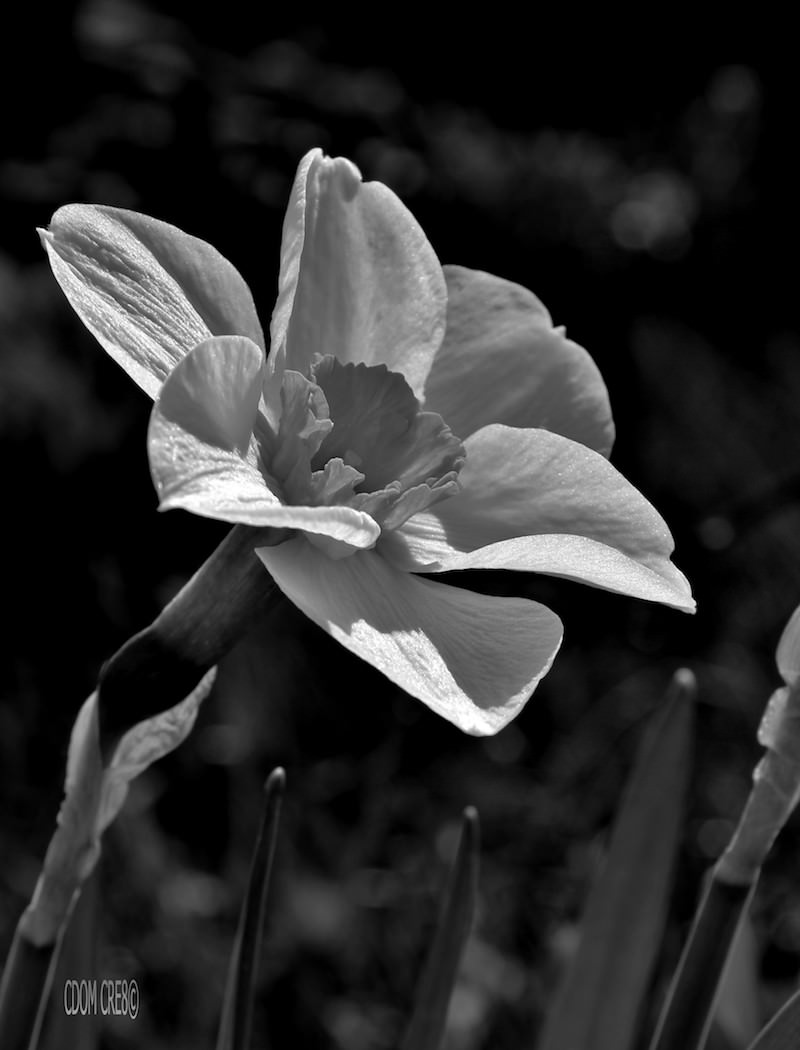 Daffodil — CDOM Photography