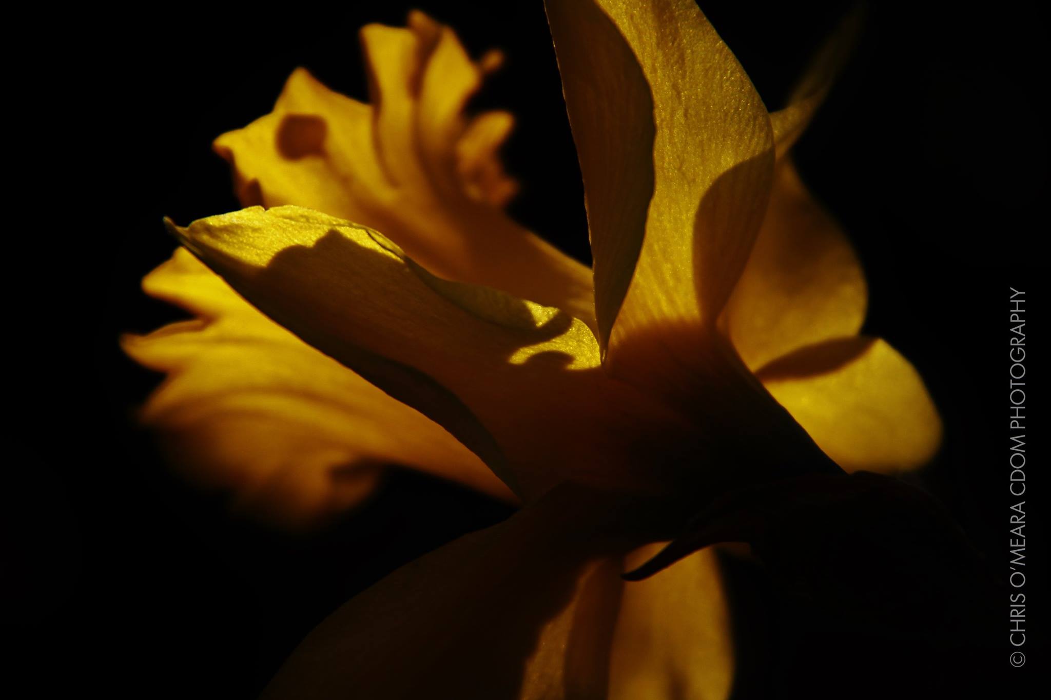 Daffodil 1 — CDOM Photography