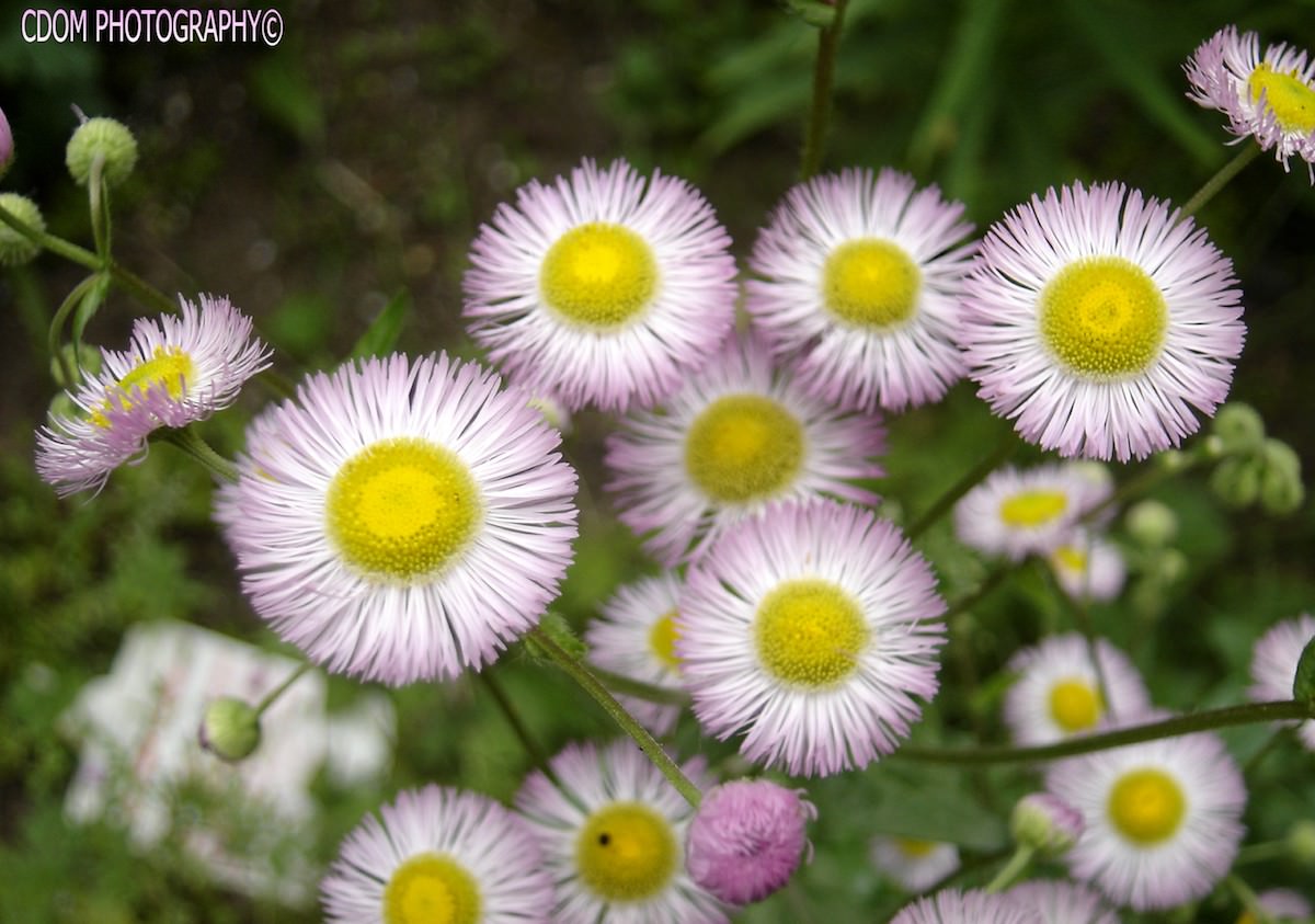 Flowers 1 1 — CDOM Photography