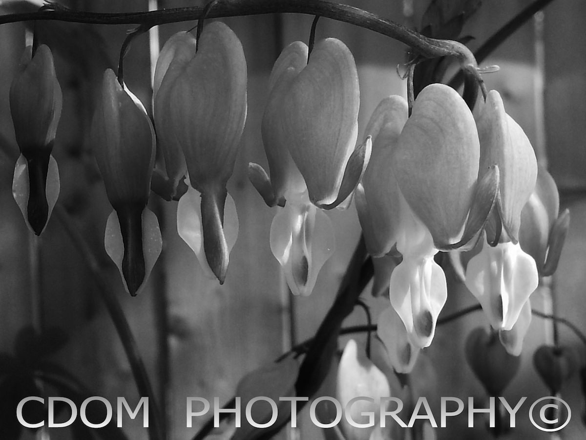 Flowers 1 — CDOM Photography