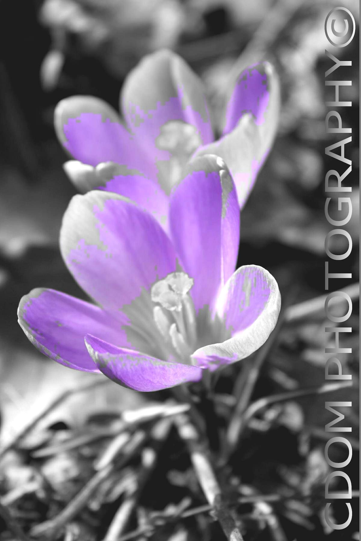 Flowers 2 — CDOM Photography