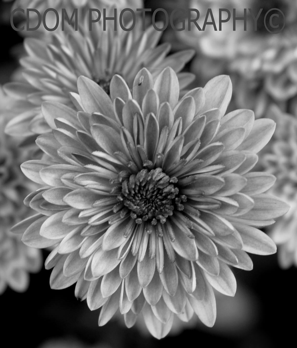 Flowers 3 — CDOM Photography