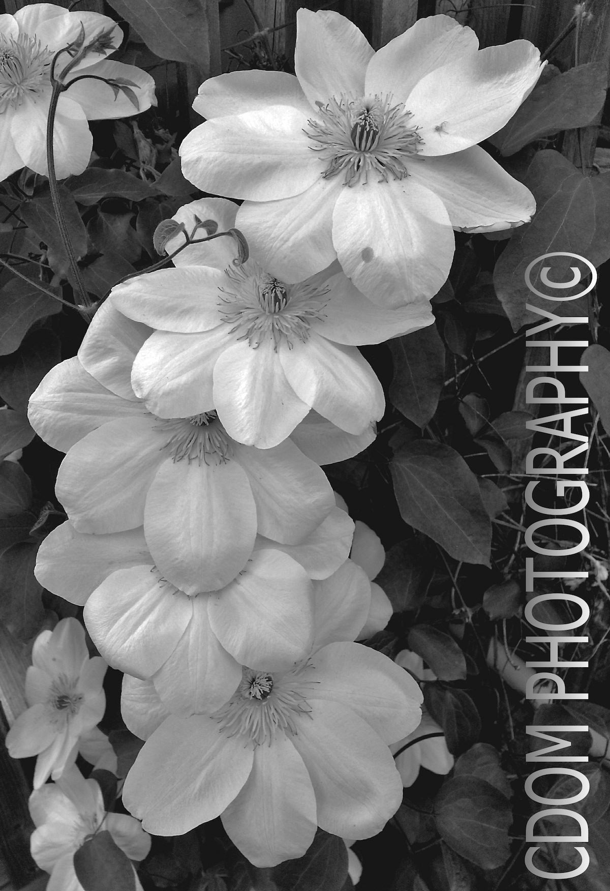 Flowers B.W — CDOM Photography