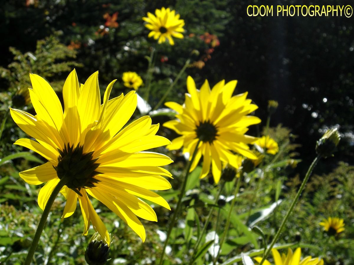 Flowers — CDOM Photography