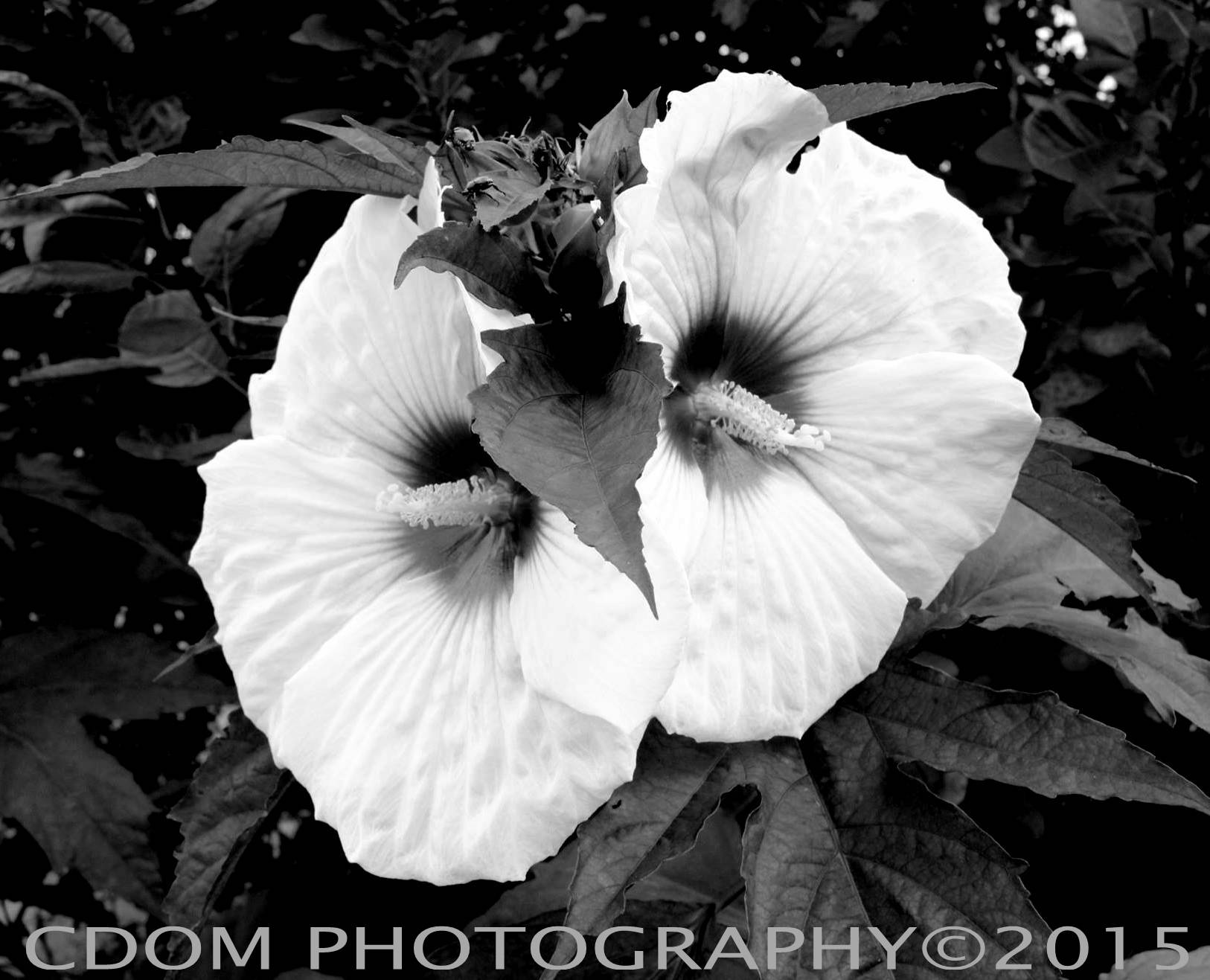 Hibiscus — CDOM Photography
