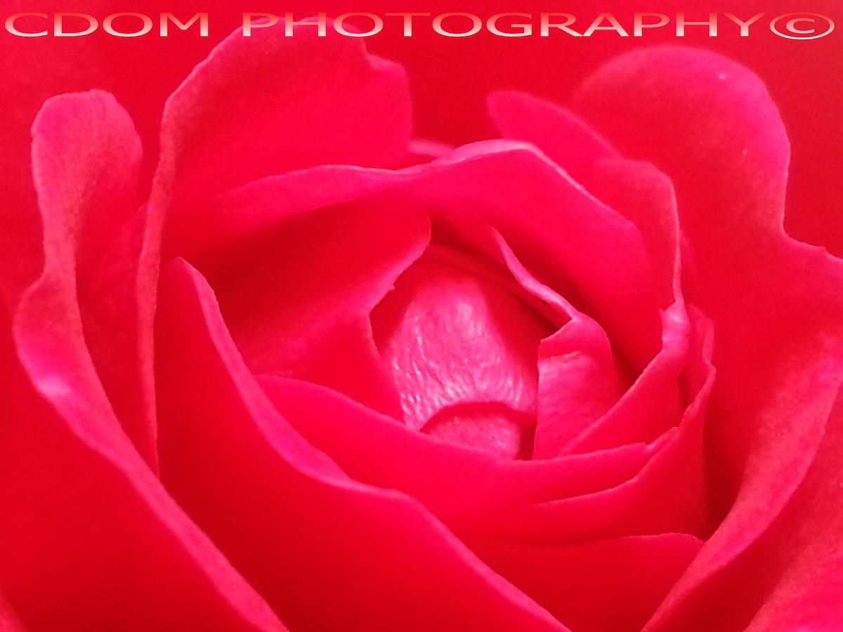 Inside the Rose — CDOM Photography
