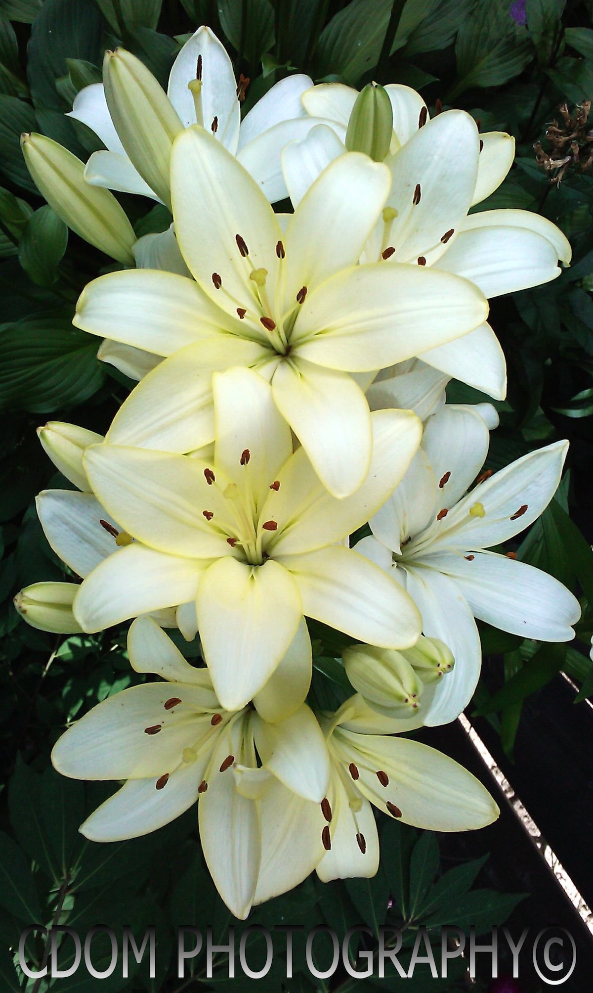 Lilies — CDOM Photography