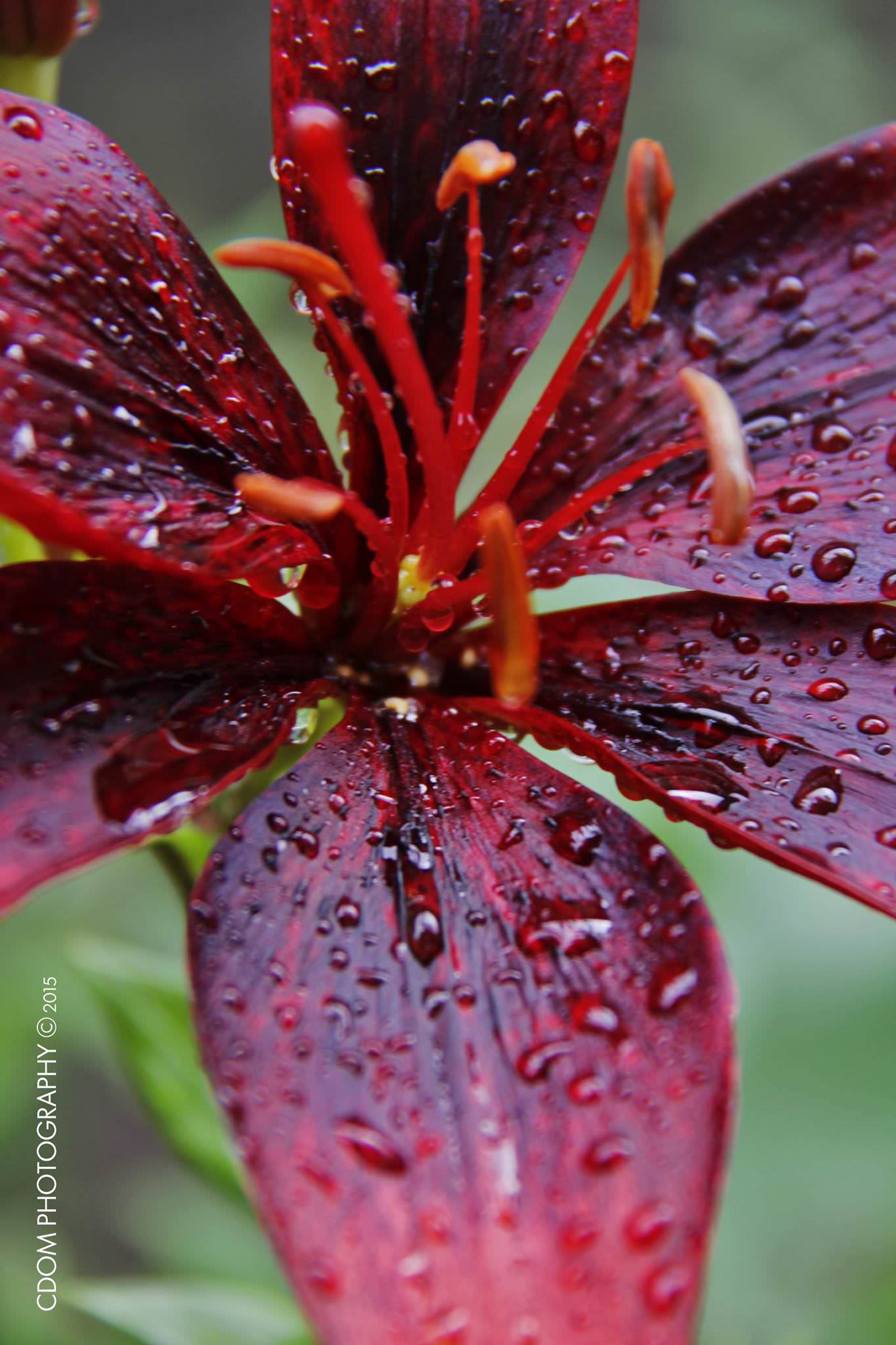 Lily — CDOM Photography