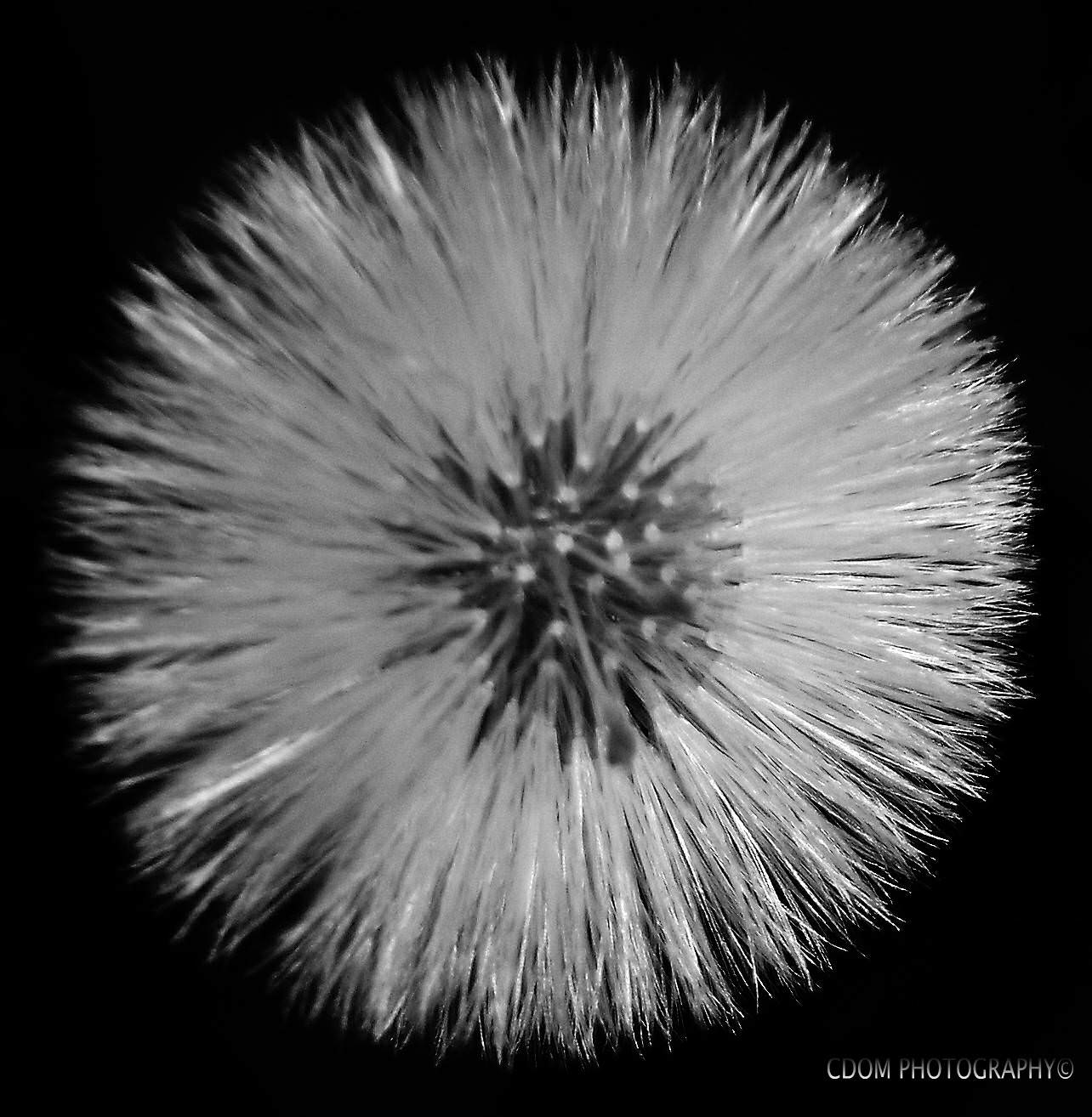 Make a Wish 1 — CDOM Photography