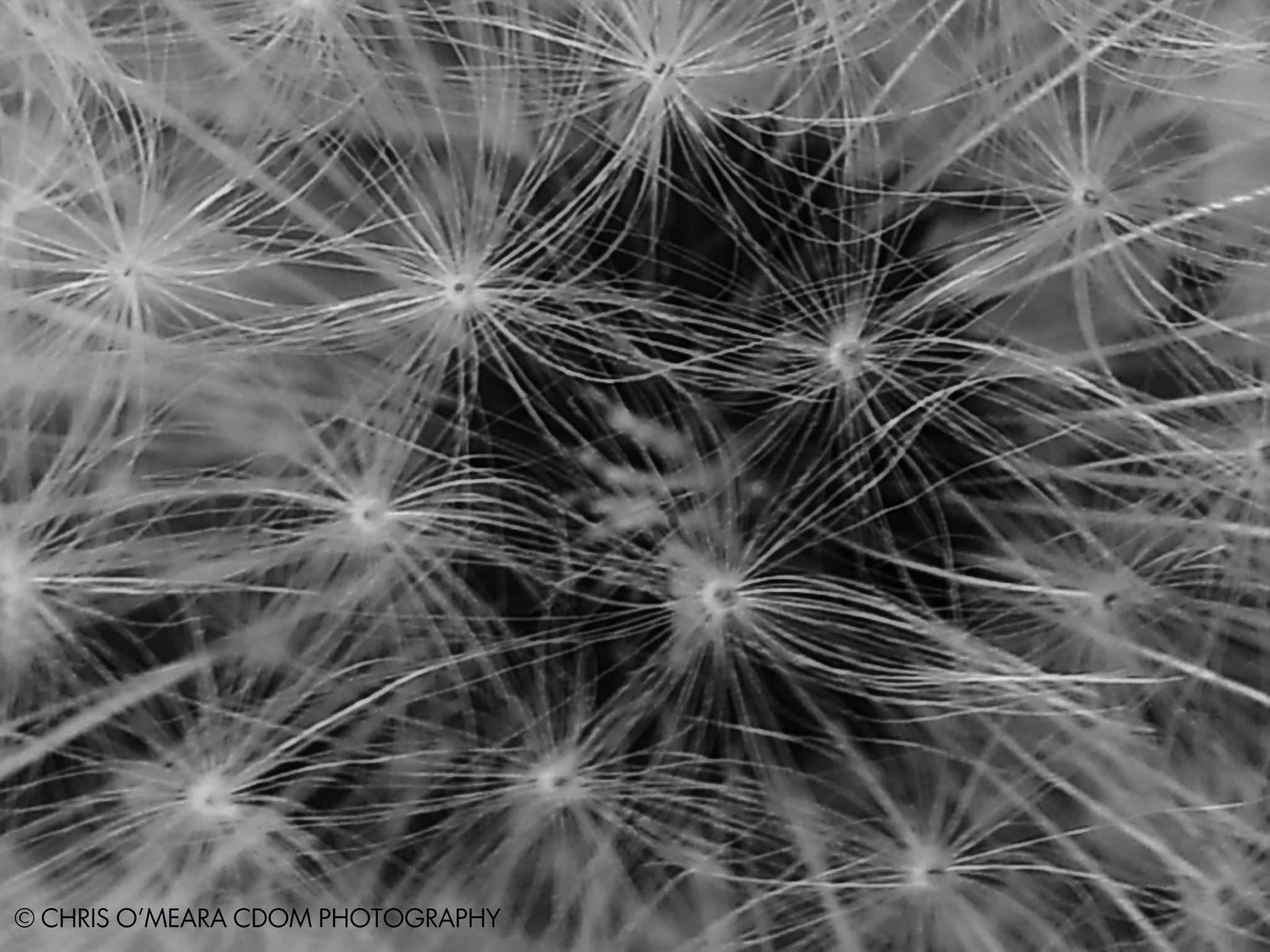 Make a Wish — CDOM Photography