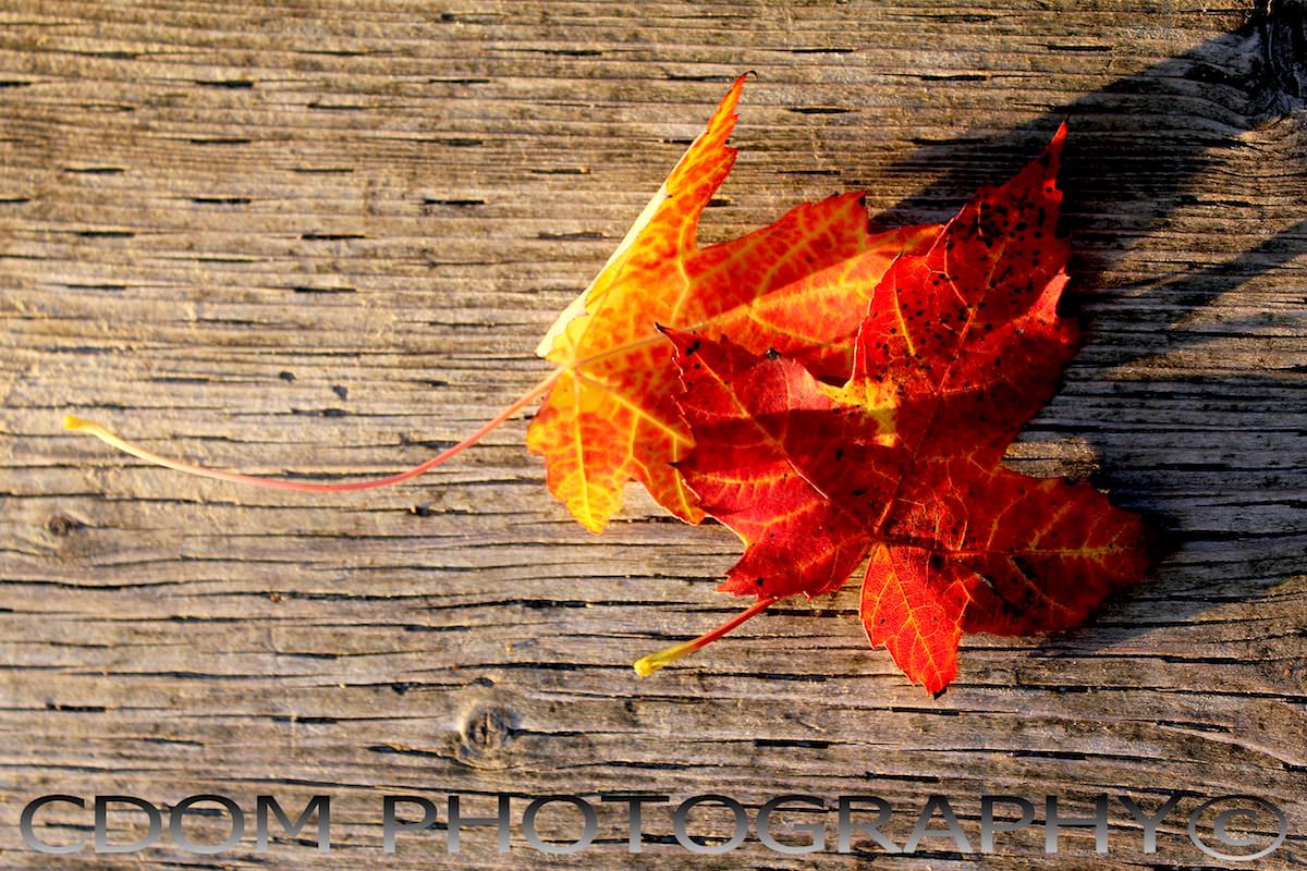 Maple Leaf 1 — CDOM Photography