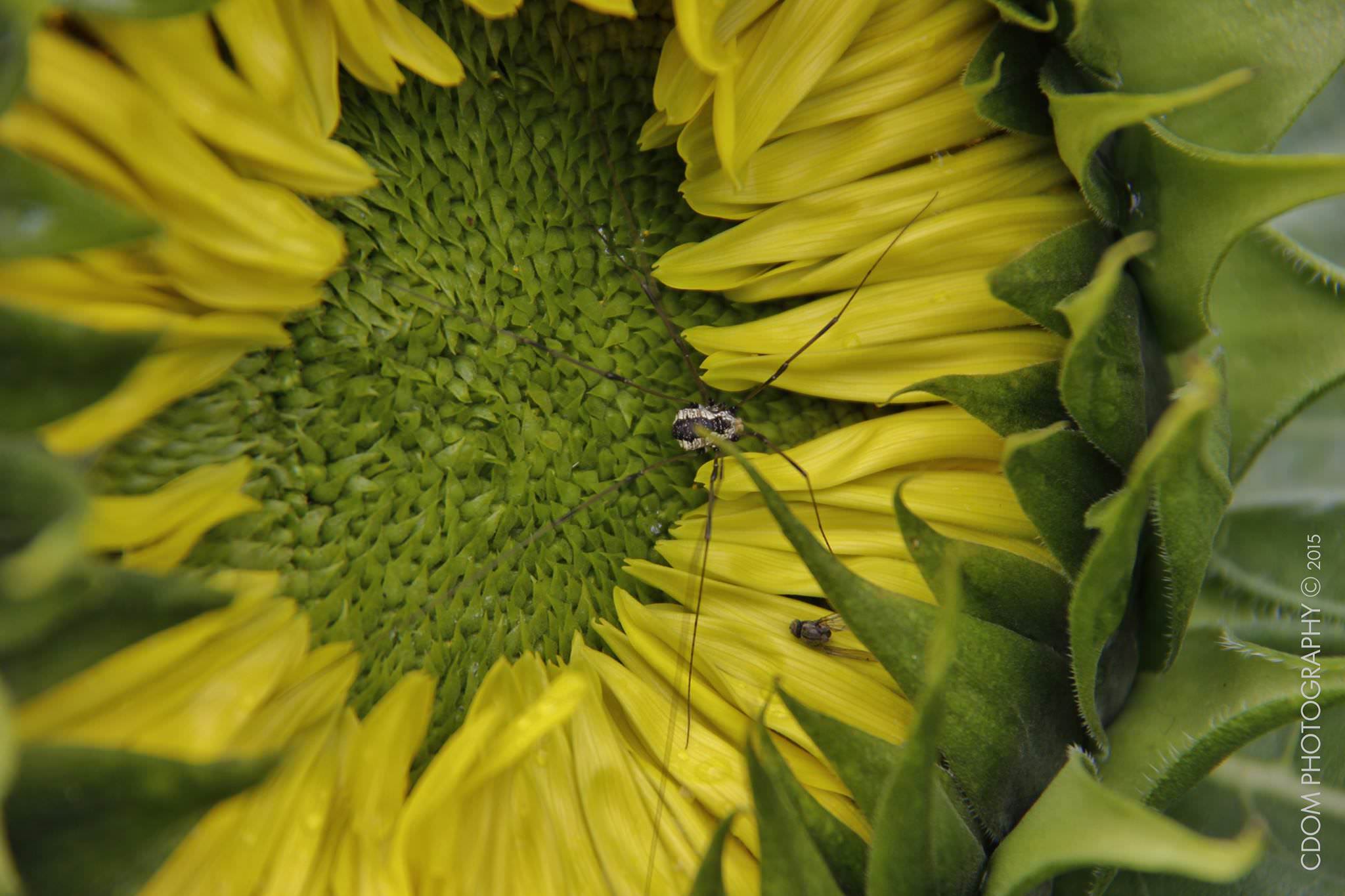 Sun Flower — CDOM Photography