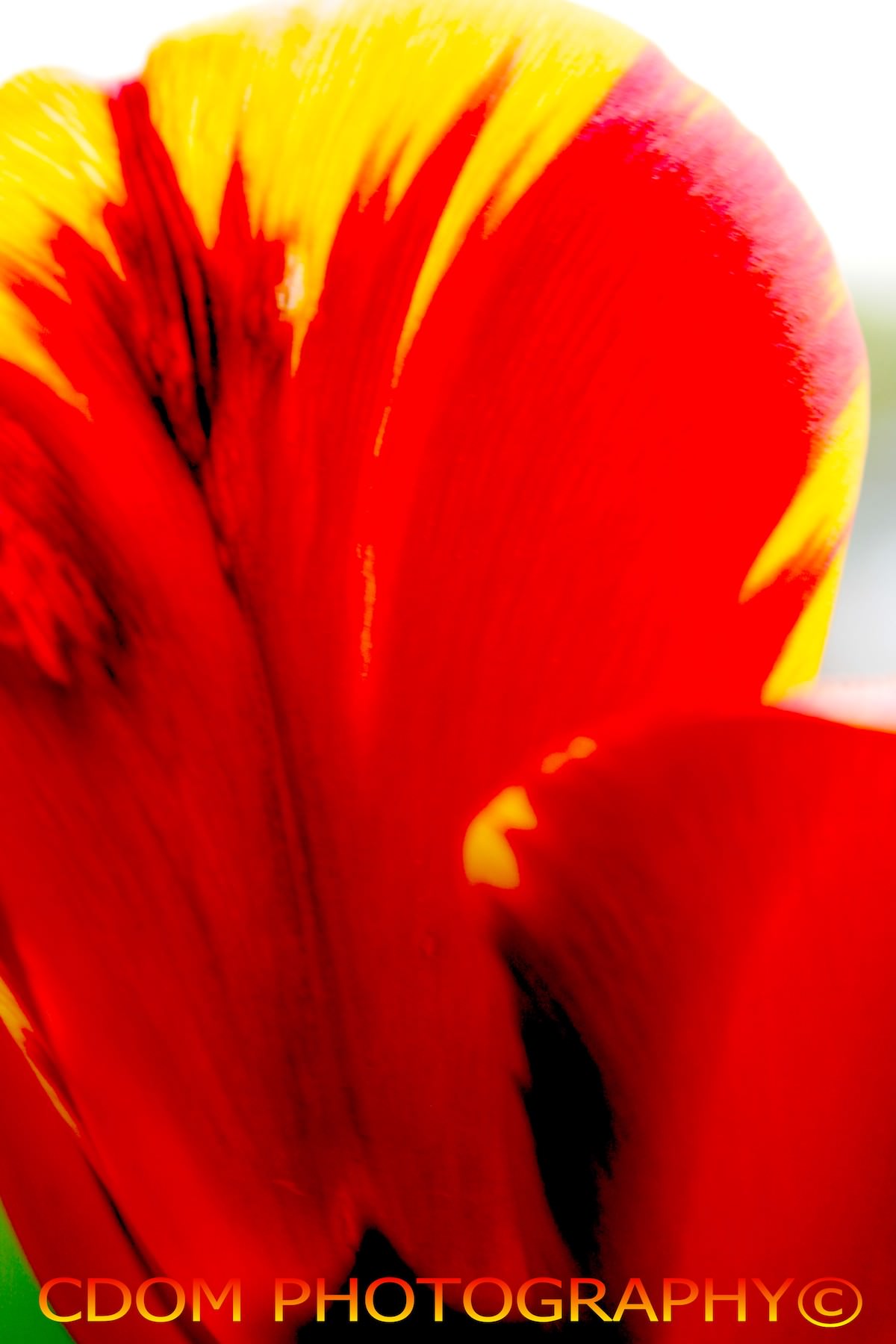 Tulip — CDOM Photography
