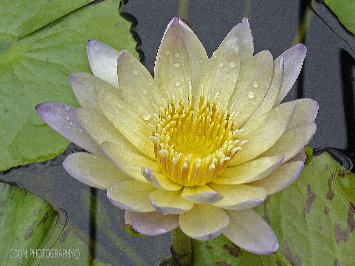 Water Lily — CDOM Photography