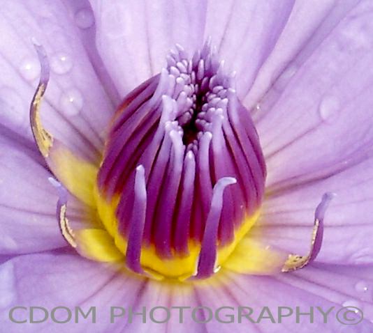 Water Lily 1 — CDOM Photography