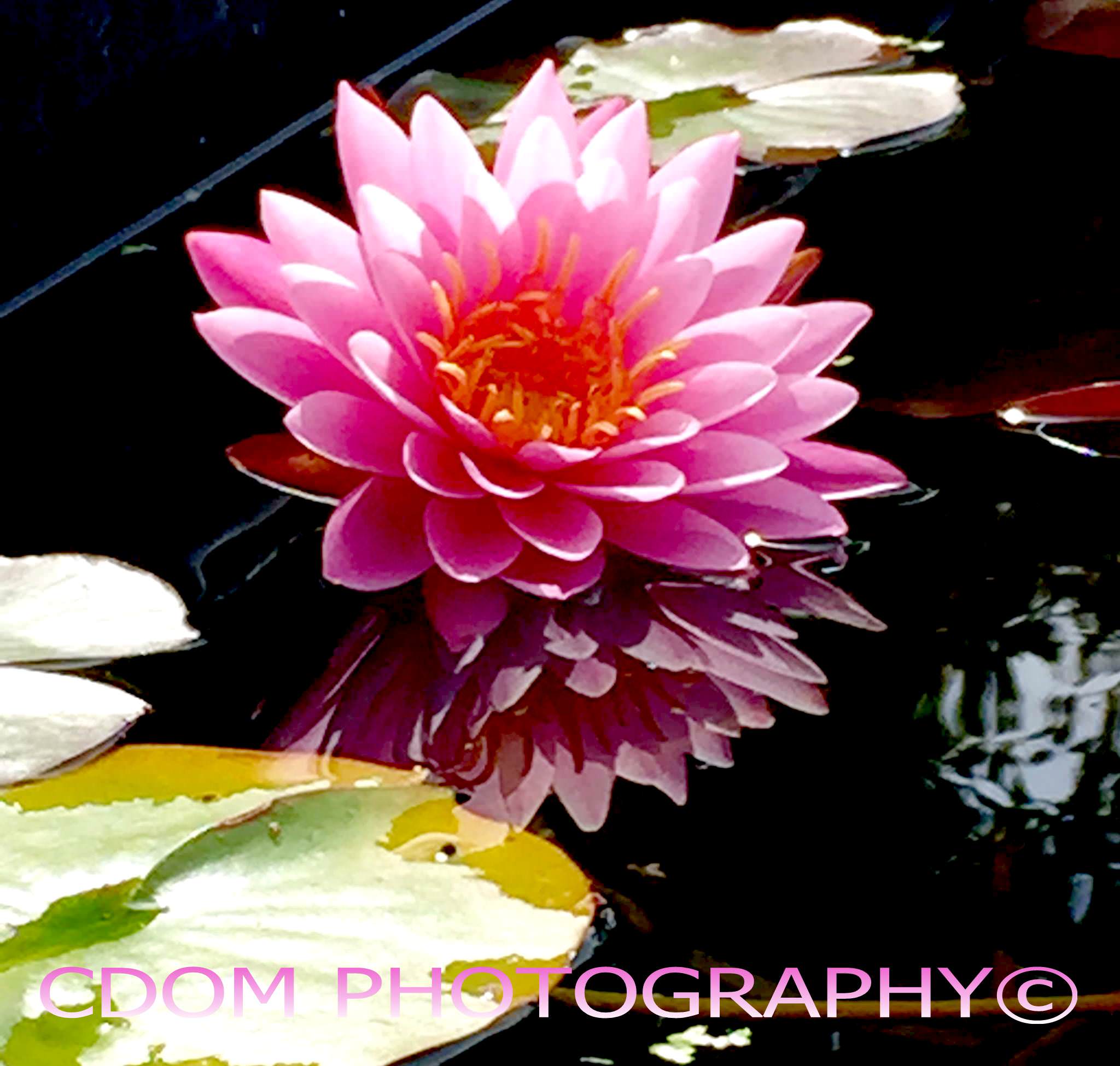 Water Lily 2 — CDOM Photography