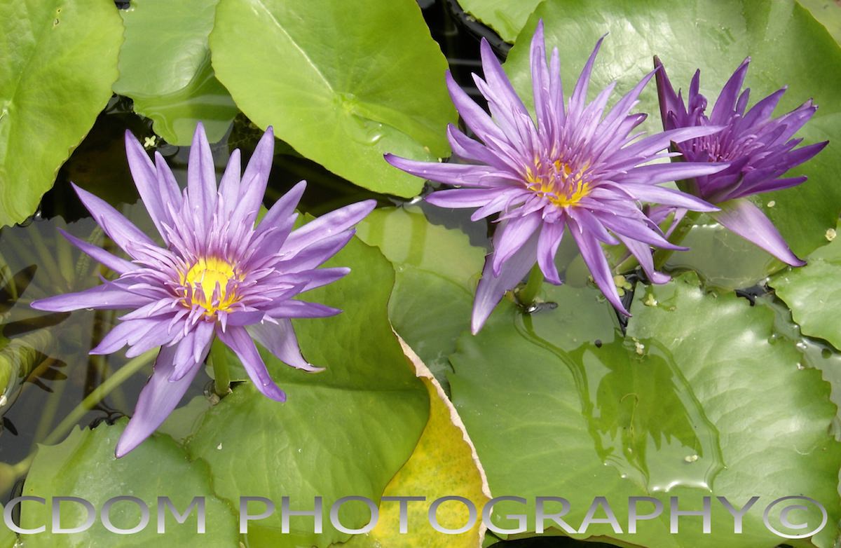 Water Lily — CDOM Photography