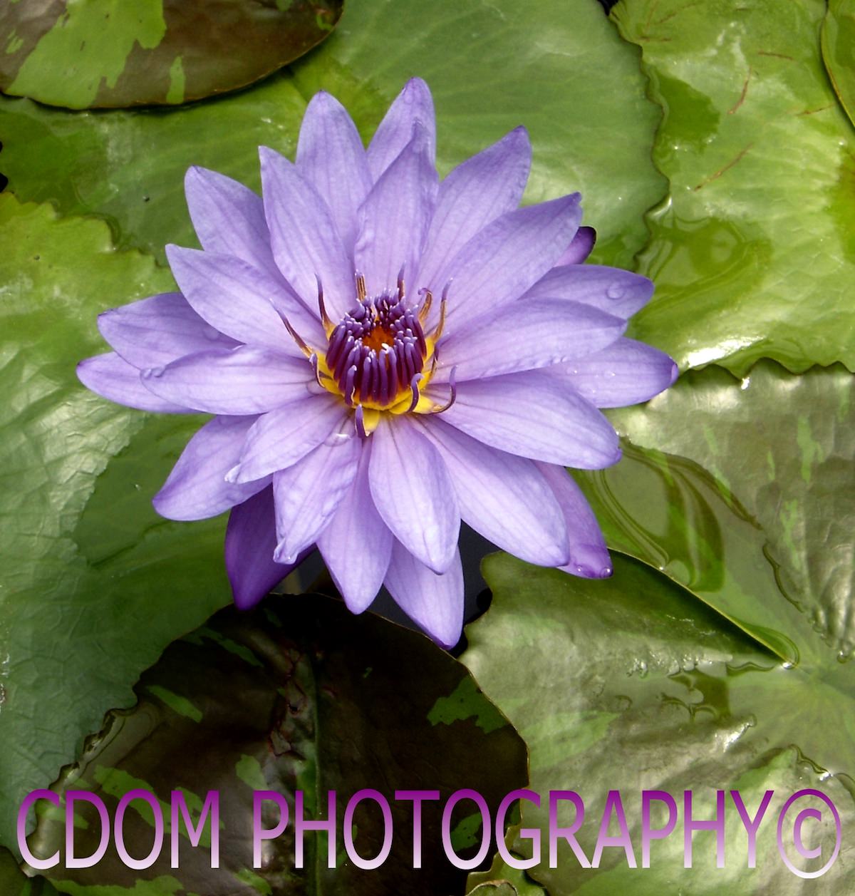 Water Lily5 — CDOM Photography