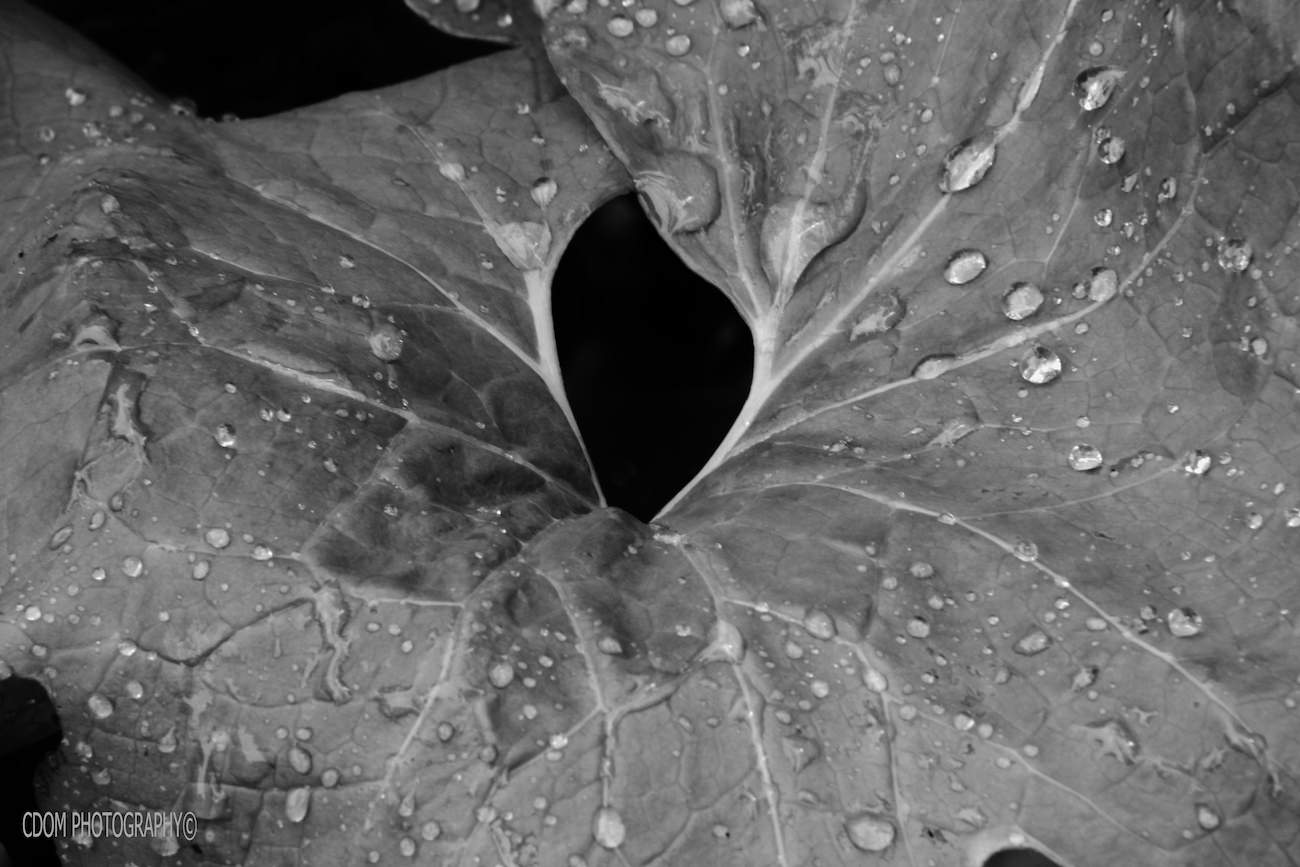 Wet Leaf — CDOM Photography