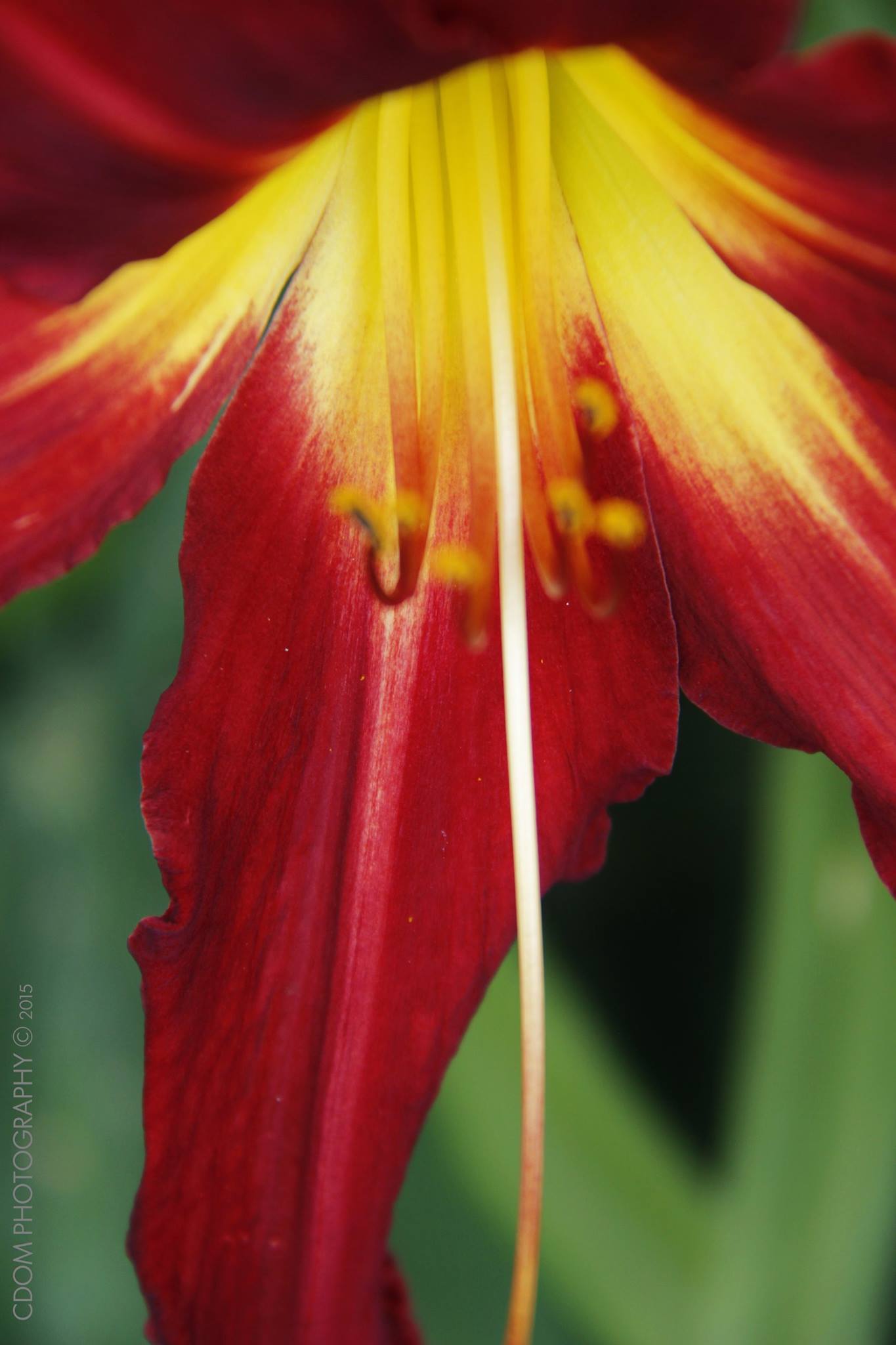 lily — CDOM Photography